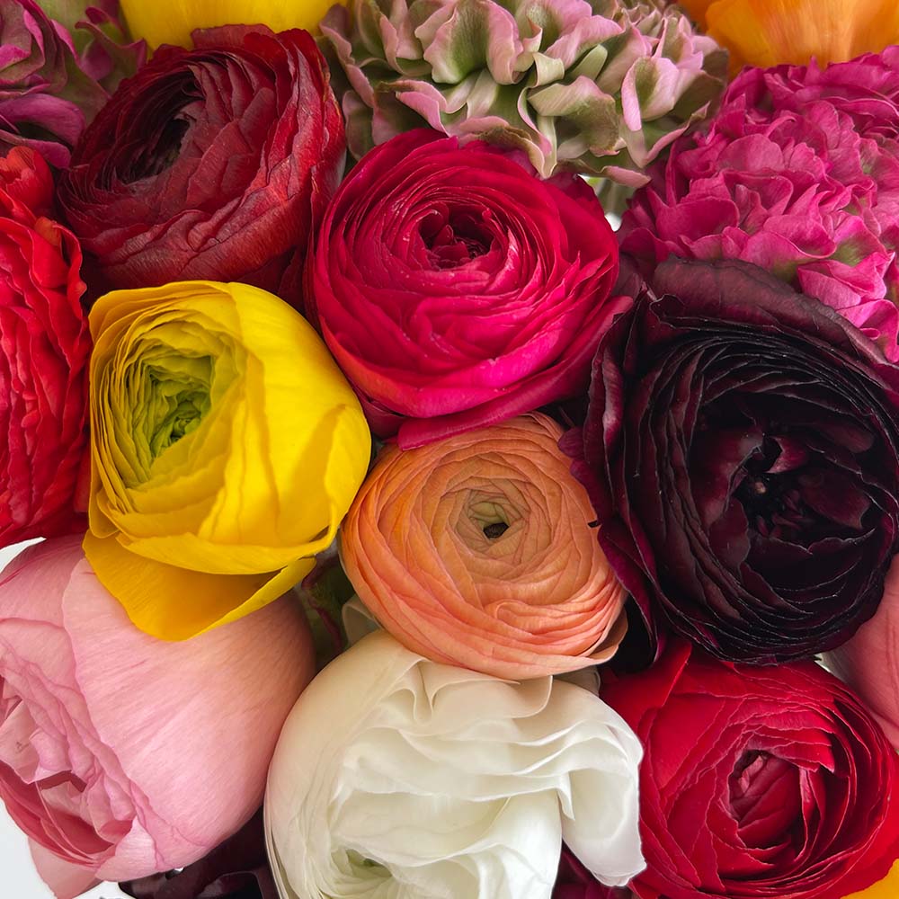 Close-up of Campanita - Ranunculus Flower Bouquet