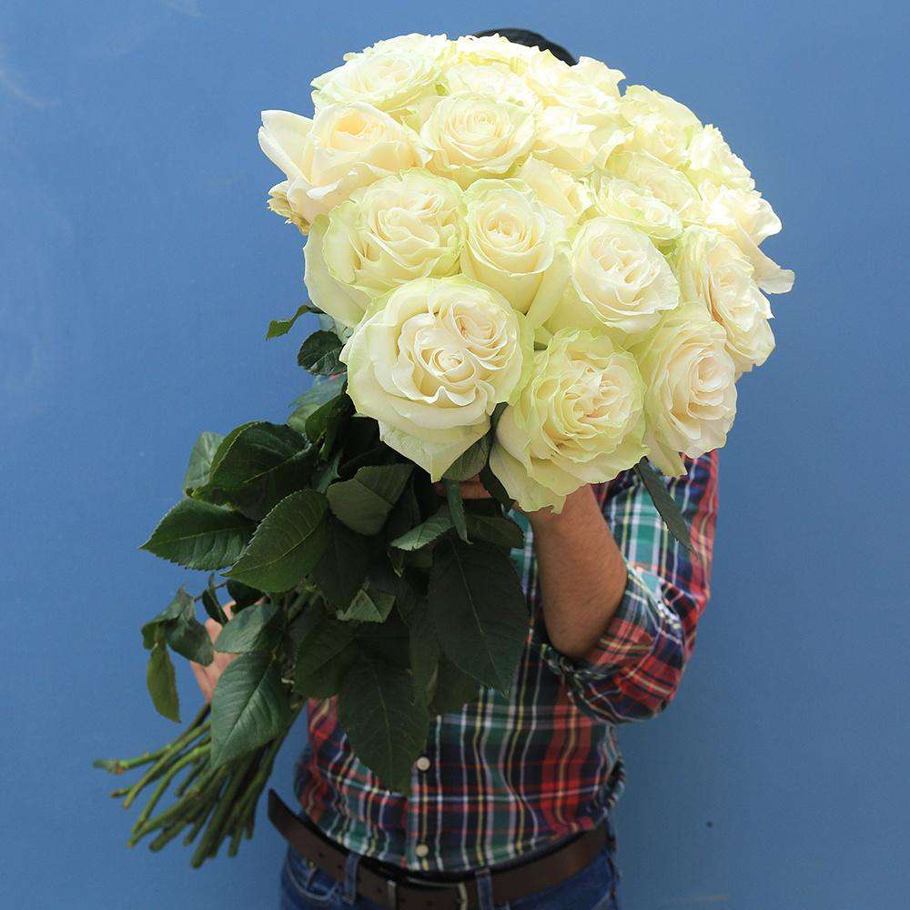 White explosion Extra Long Roses